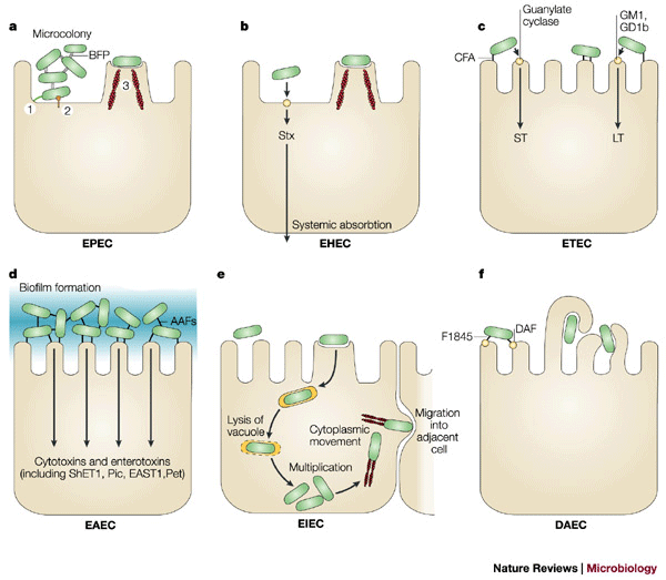 Pathogenic