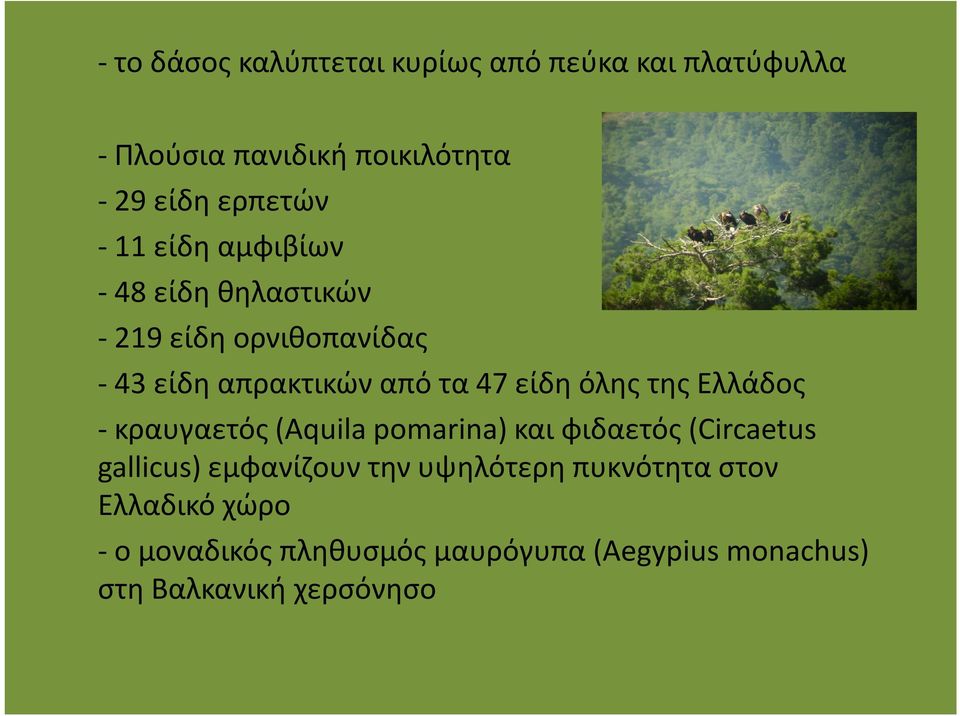 της Ελλάδος - κραυγαετός (Aquila pomarina) και φιδαετός (Circaetus gallicus) εμφανίζουν την υψηλότερη