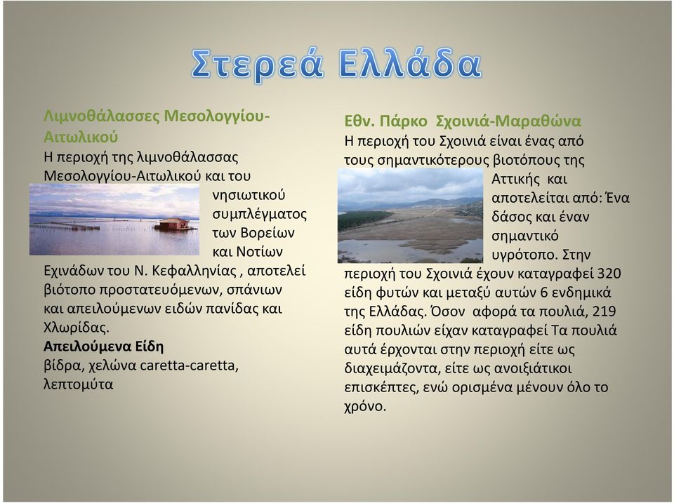 Πάρκο Σχοινιά-Μαραθώνα Η περιοχή του Σχοινιά είναι ένας από τους σημαντικότερους βιοτόπους της Αττικής και αποτελείται από: Ένα δάσοςκαι έναν σημαντικό υγρότοπο.