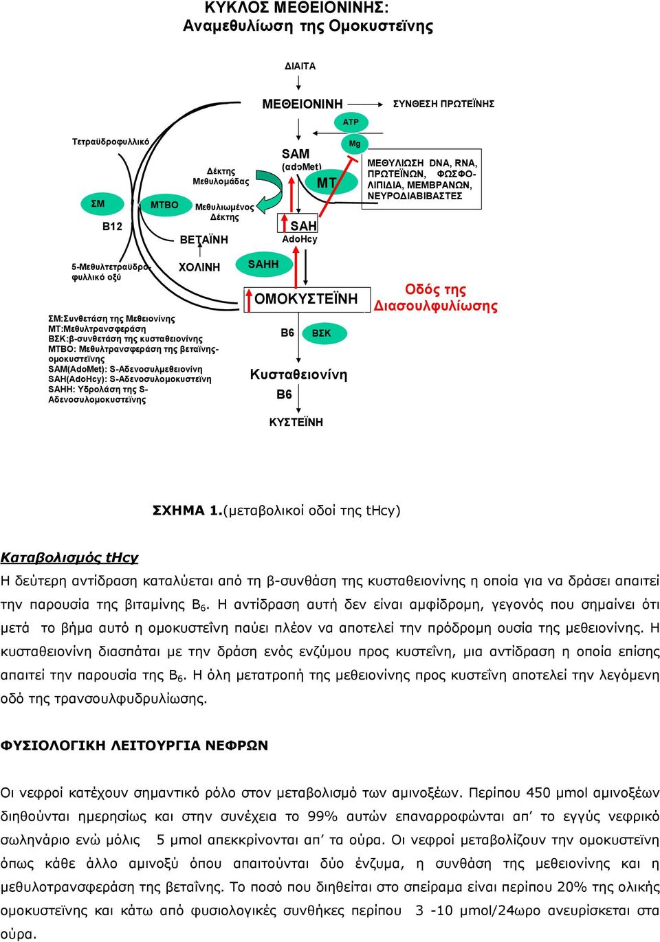 Μεθυλτρανσφεράση της βεταϊνηςοµοκυστεϊνης SAM(AdoMet): S-Αδενοσυλµεθειονίνη SAH(AdoHcy): S-Αδενοσυλοµοκυστεϊνη SAHH: Υδρολάση της S- Αδενοσυλοµοκυστεϊνης SAHH ΟΜΟΚΥΣΤΕΪΝΗ B6 ΒΣΚ Κυσταθειονίνη Β6