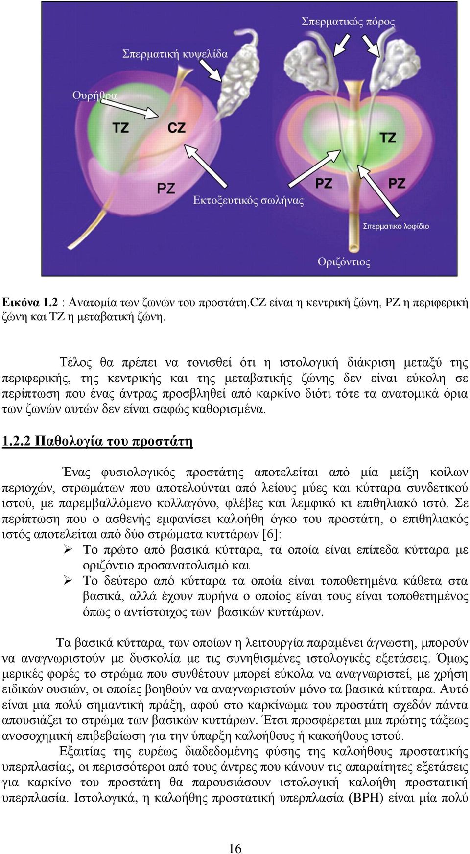 ηα αλαηνκηθά φξηα ησλ δσλψλ απηψλ δελ είλαη ζαθψο θαζνξηζκέλα. 1.2.