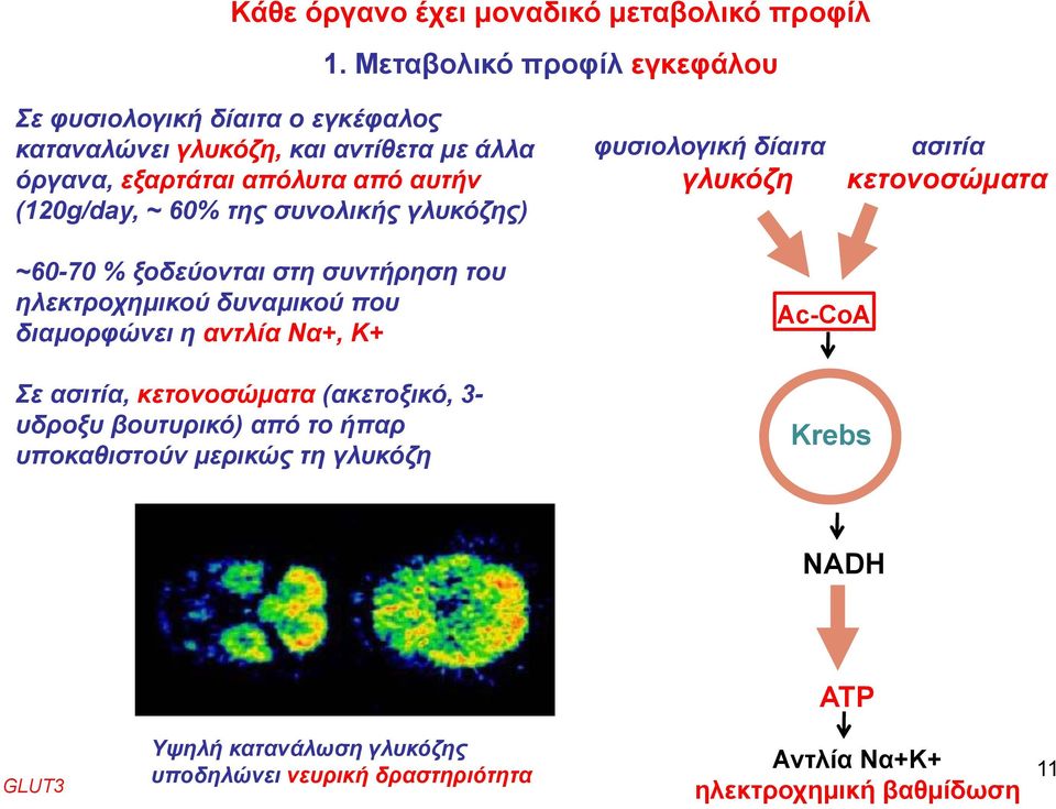 (120g/day, ~ 60% της συνολικής γλυκόζης) φυσιολογική δίαιτα γλυκόζη ασιτία κετονοσώματα ~60-70 % ξοδεύονται στη συντήρηση του ηλεκτροχημικού