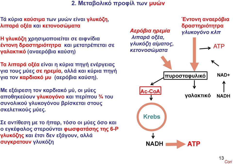 αλλά και κύρια πηγή για τον καρδιακό μυ (αερόβια ρ β καύση).