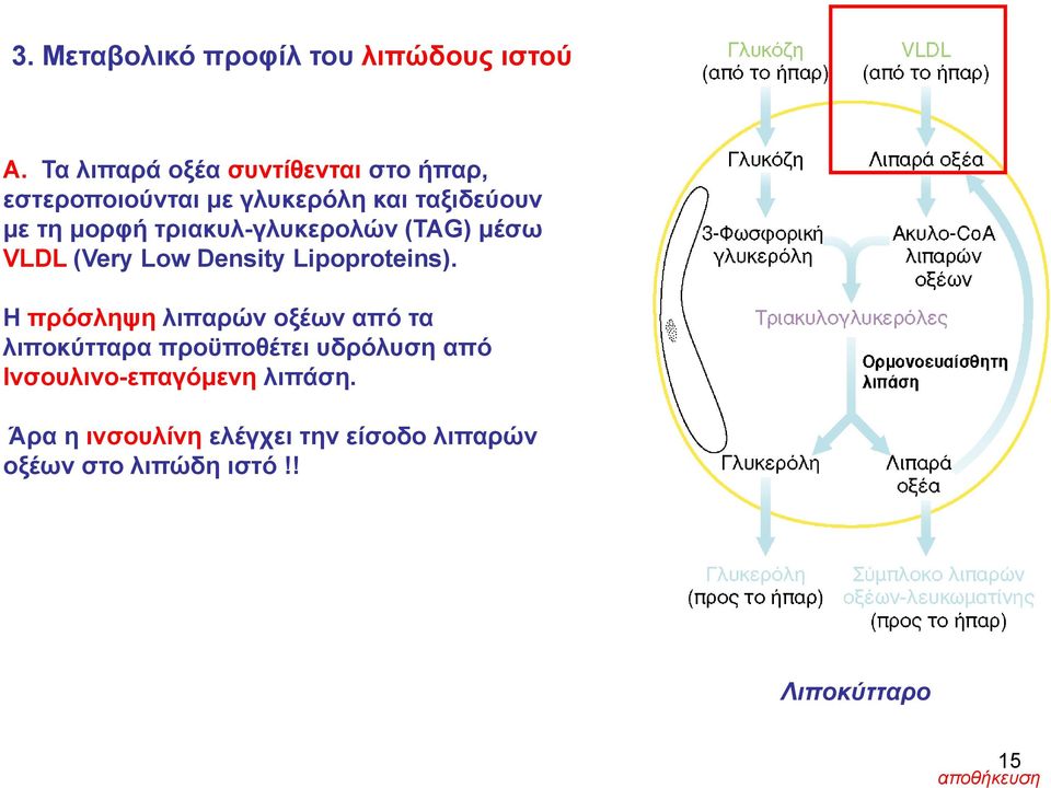 τριακυλ-γλυκερολών (TAG) μέσω VLDL (Very Low Density Lipoproteins).