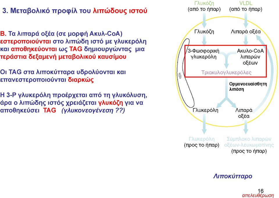 ως TAG δημιουργώντας μια τεράστια δεξαμενή μεταβολικού καυσίμου Οι TAG στα λιποκύτταρα υδρολύονται και