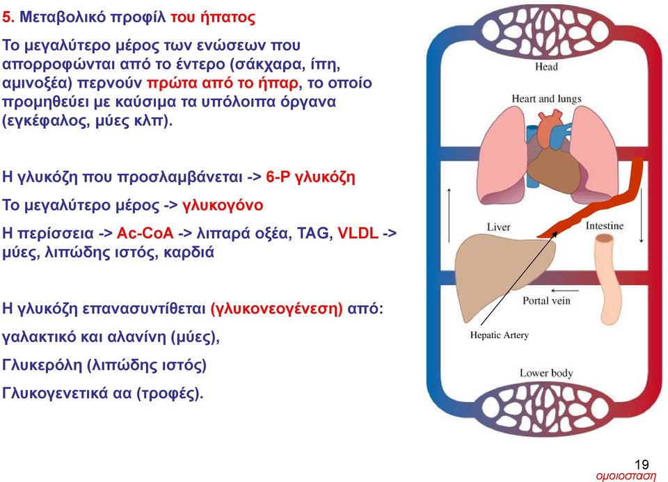 Η γλυκόζη που προσλαμβάνεται -> 6-Ρ γλυκόζη Το μεγαλύτερο μέρος -> γλυκογόνο Η περίσσεια -> Ac-CoA -> λιπαρά οξέα, TAG, VLDL -> μύες,