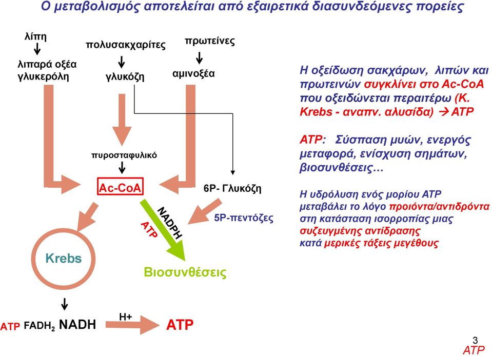 αλυσίδα) ΑΤΡ Krebs πυροσταφυλικό Ac-CoΑ Βιοσυνθέσεις 6Ρ- Γλυκόζη 5Ρ-πεντόζες ATP: Σύσπαση μυών, ενεργός μεταφορά, ενίσχυση σημάτων,