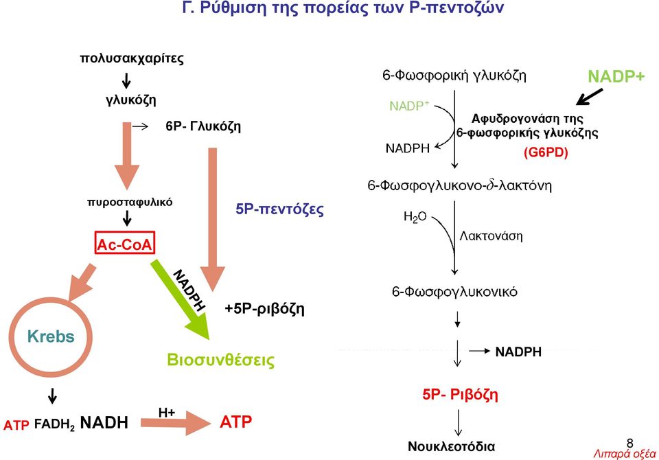 5Ρ-πεντόζες Ac-CoΑ Krebs +5P-ριβόζη Βιοσυνθέσεις