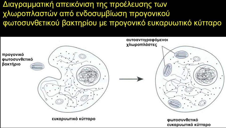 ελδνζπκβίσζε πξνγνληθνύ