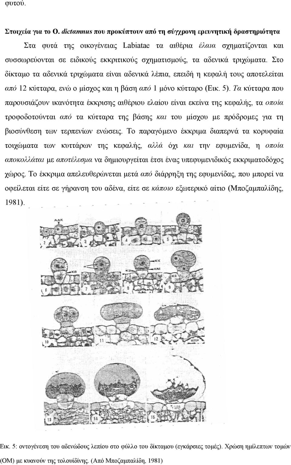 τριχώµατα. Στο δίκταµο τα αδενικά τριχώµατα είναι αδενικά λέπια, επειδή η κεφαλή τους αποτελείται από 12 κύτταρα, ενώ ο µίσχος και η βάση από 1 µόνο κύτταρο (Εικ. 5).