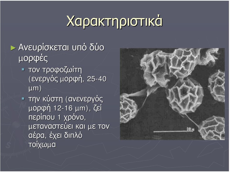 (ανενεργός µορφή 12-16 16 µm), ζεί περίπου 1