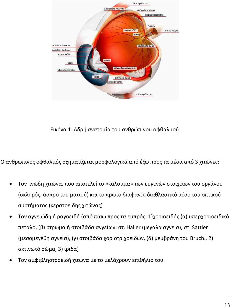 (σκληρός, άσπρο του ματιού) και το πρώτο διαφανές διαθλαστικό μέσο του οπτικού συστήματος (κερατοειδής χιτώνας) Τον αγγειώδη ή ραγοειδή (από πίσω προς τα εμπρός: