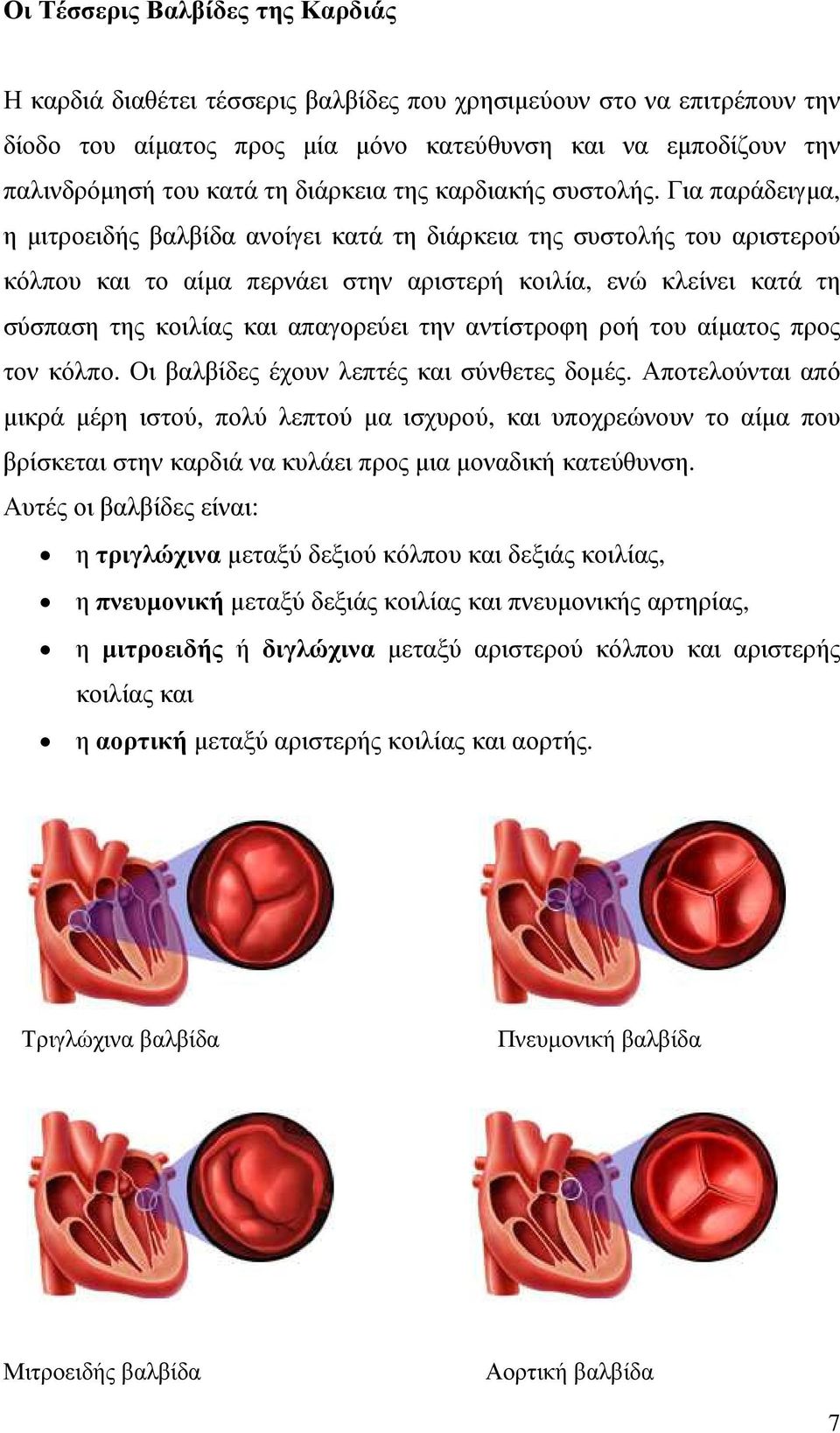 Για παράδειγµα, η µιτροειδής βαλβίδα ανοίγει κατά τη διάρκεια της συστολής του αριστερού κόλπου και το αίµα περνάει στην αριστερή κοιλία, ενώ κλείνει κατά τη σύσπαση της κοιλίας και απαγορεύει την