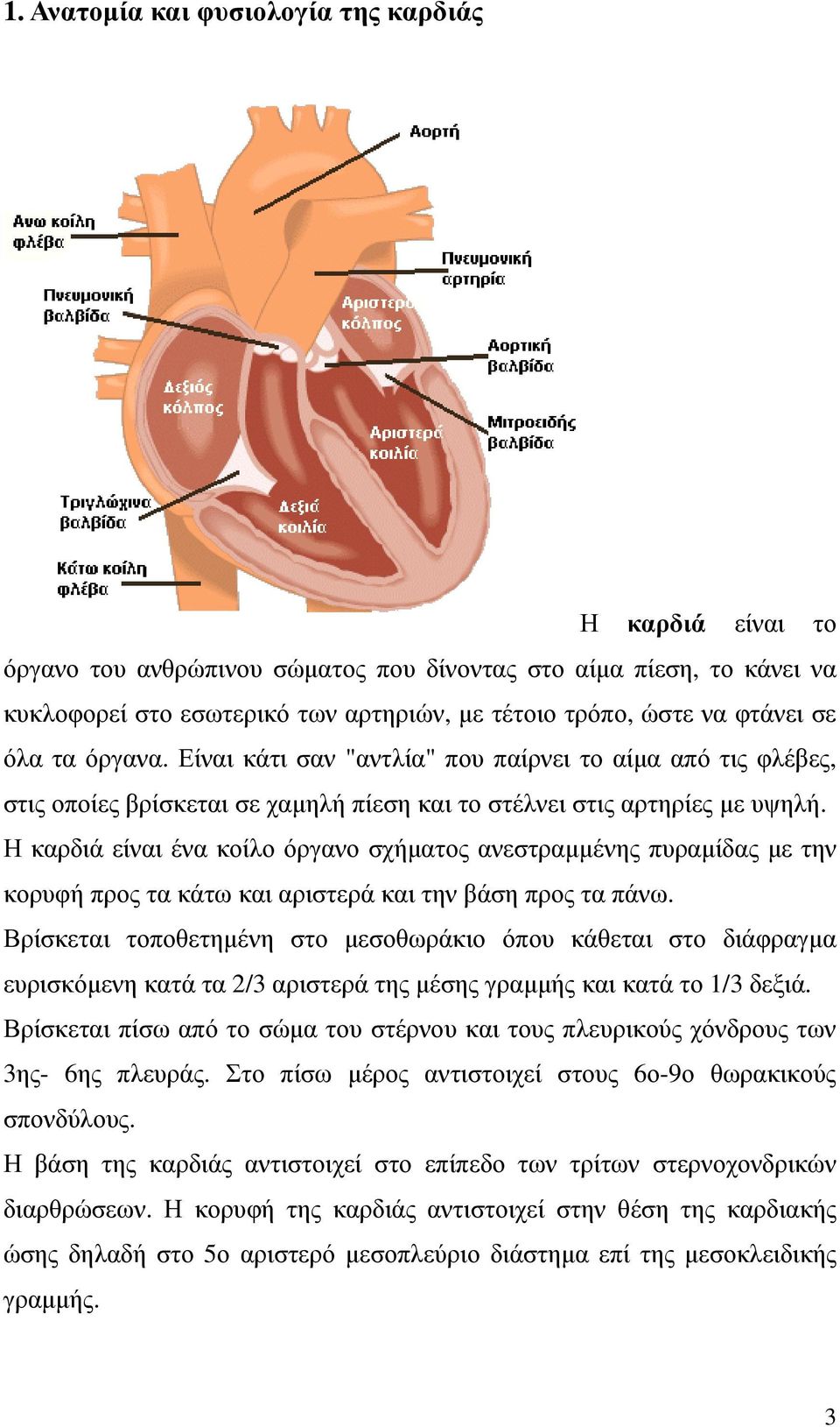 Η καρδιά είναι ένα κοίλο όργανο σχήµατος ανεστραµµένης πυραµίδας µε την κορυφή προς τα κάτω και αριστερά και την βάση προς τα πάνω.