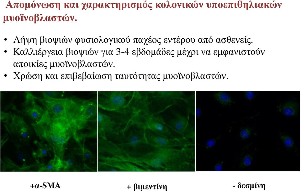 Καλλιέργεια βιοψιών για 3-4 εβδοµάδες µέχρι να εµφανιστούν αποικίες