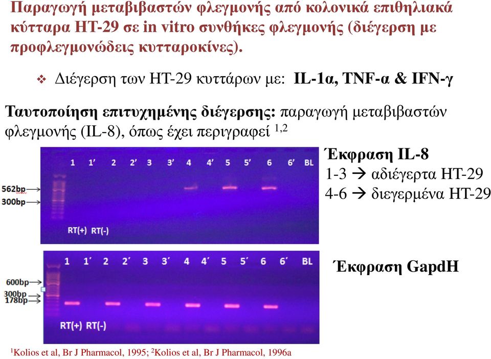 ιέγερση των HT-29 κυττάρων µε: IL-1α, TNF-α & IFN-γ Ταυτοποίηση επιτυχηµένης διέγερσης: παραγωγή µεταβιβαστών