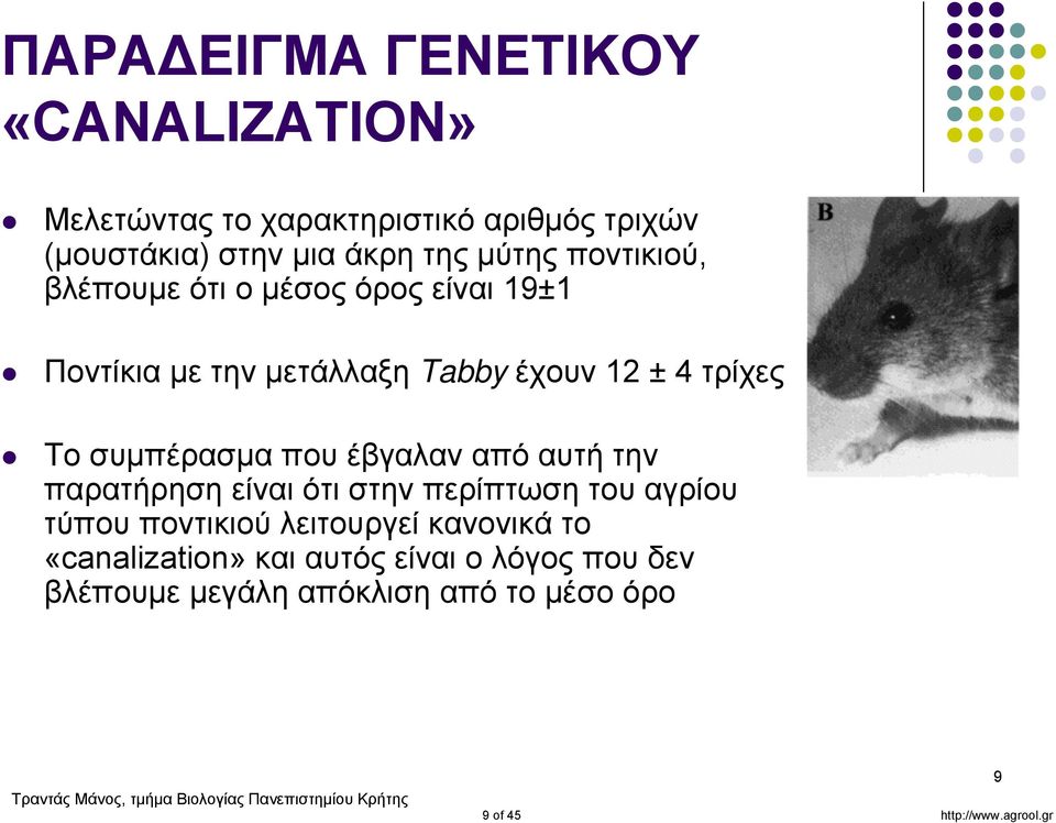 συμπέρασμα που έβγαλαν από αυτή την παρατήρηση είναι ότι στην περίπτωση του αγρίου τύπου ποντικιού λειτουργεί