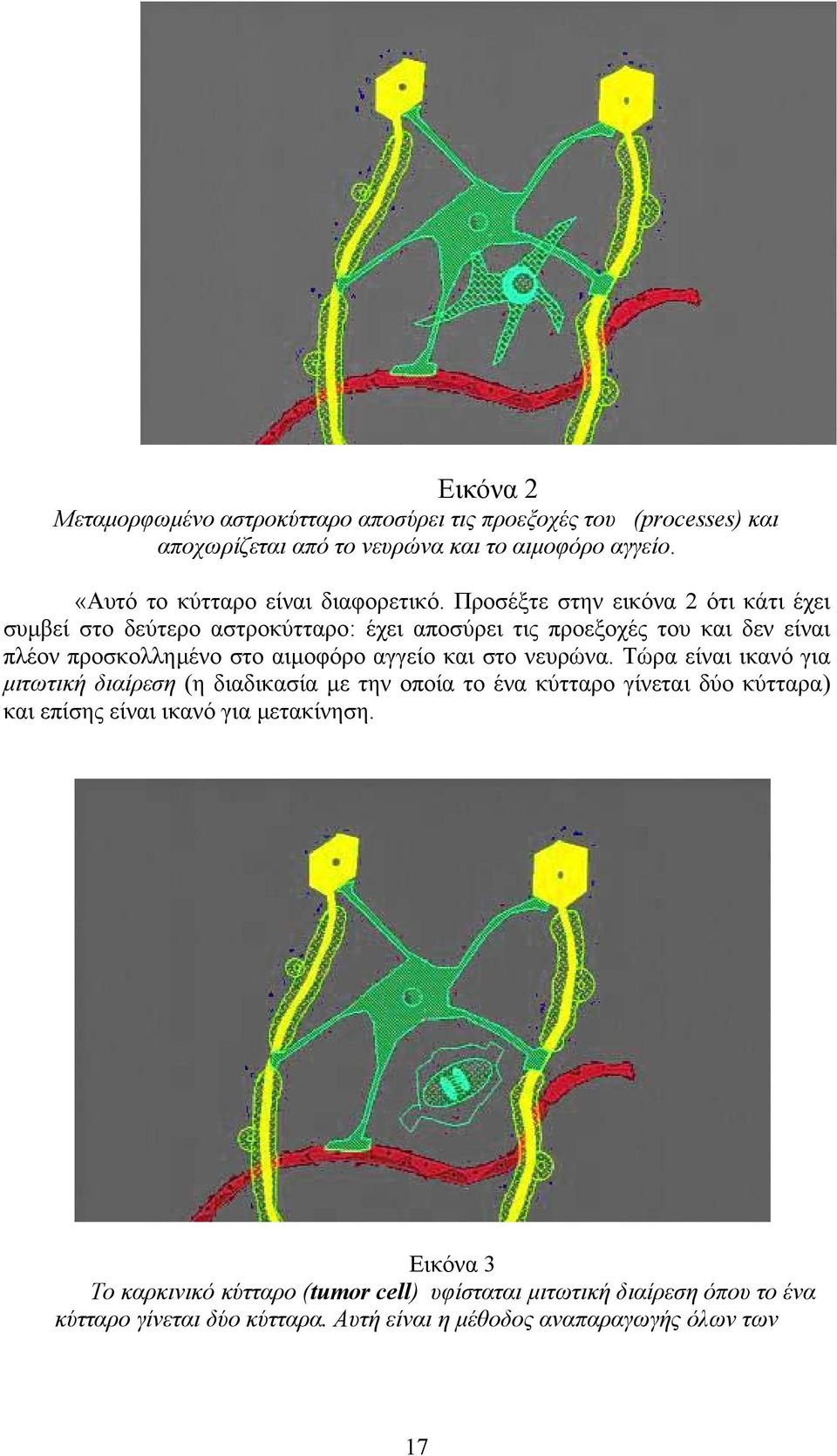 Προσέξτε στην εικόνα 2 ότι κάτι έχει συµβεί στο δεύτερο αστροκύτταρο: έχει αποσύρει τις προεξοχές του και δεν είναι πλέον προσκολληµένο στο αιµοφόρο αγγείο και