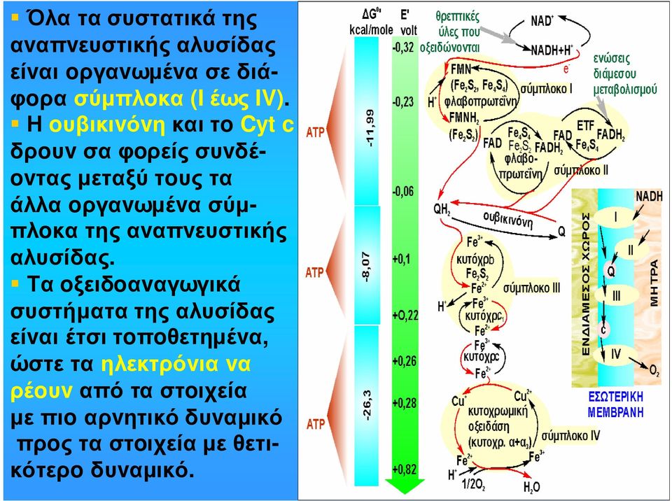 αvαπvευστικής αλυσίδας.