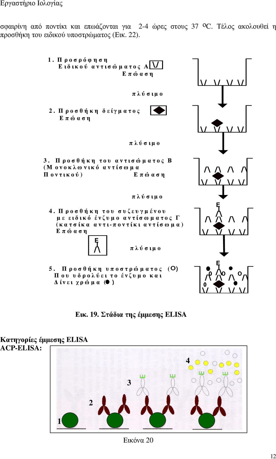 Προσθήκη του αντισώµατος Β (Μ ονοκλωνικό αντίσωµα Π οντικού ) Επώαση 4.