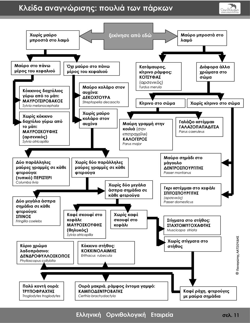 Διάφορα άλλα χρώματα στο σώμα Χωρίς κίτρινο στο σώμα Χωρίς κόκκινο δαχτύλιο γύρω από το μάτι: ΜΑΥΡΟΣΚΟΥΦΗΣ (αρσενικός) Sylvia atricapilla Χωρίς μαύρο κολάρο στον αυχένα Μαύρη γραμμή στην κοιλιά (σαν