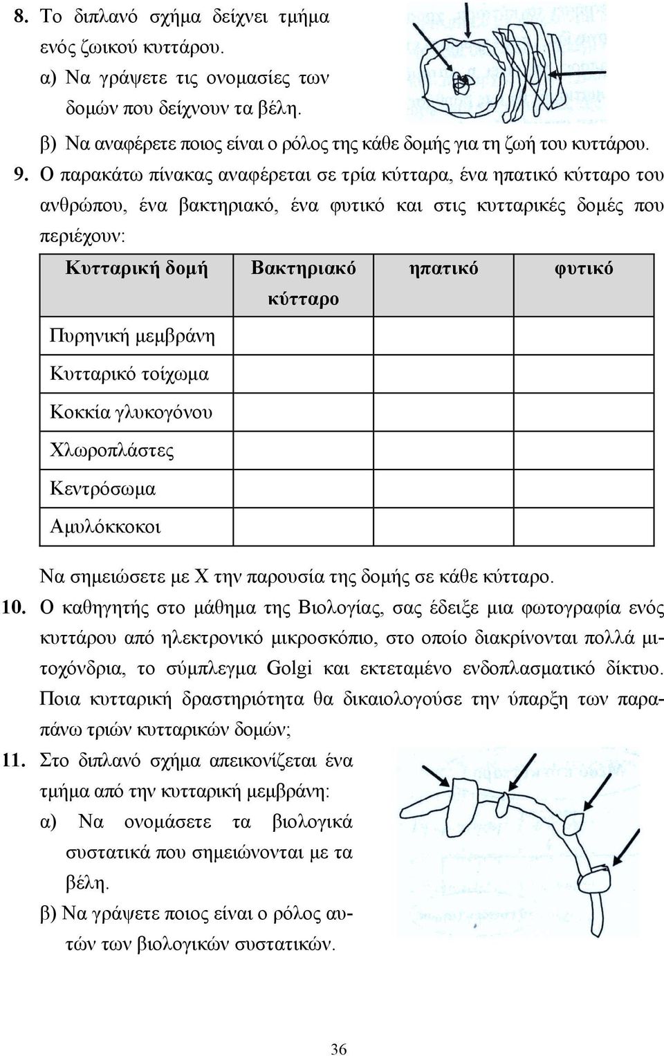 Πυρηνική µεµβράνη Κυτταρικό τοίχωµα Κοκκία γλυκογόνου Χλωροπλάστες Κεντρόσωµα Αµυλόκκοκοι Να σηµειώσετε µε Χ την παρουσία της δοµής σε κάθε κύτταρο. 10.