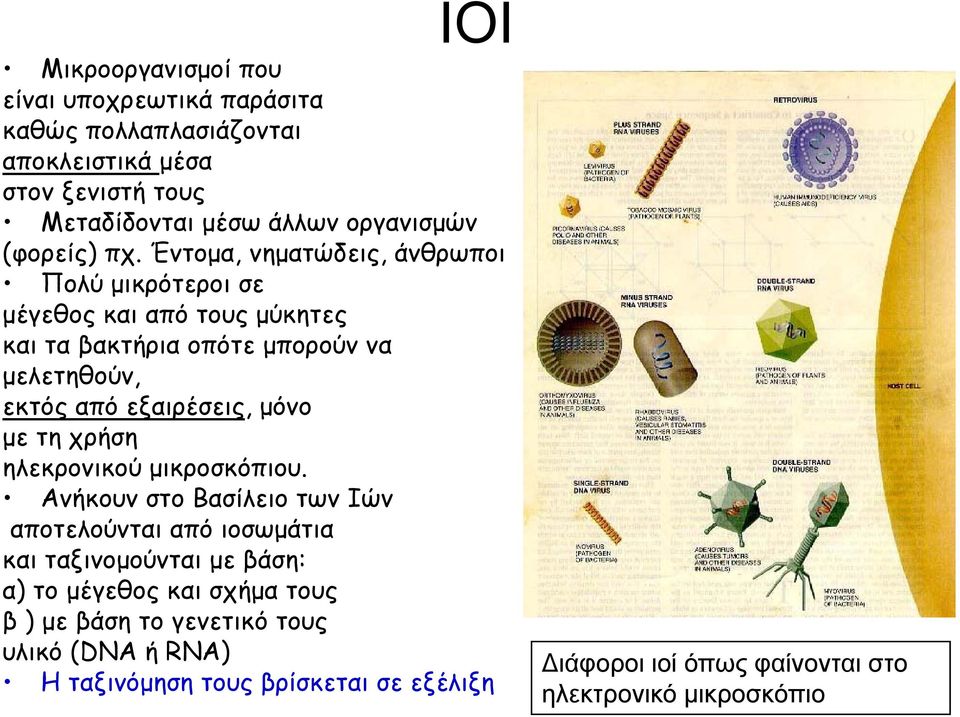 Έντομα, νηματώδεις, άνθρωποι Πολύ μικρότεροι σε μέγεθος και από τους μύκητες και τα βακτήρια οπότε μπορούν να μελετηθούν, εκτός από εξαιρέσεις, μόνο με