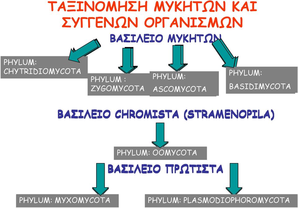 PHYLUM: BASIDIMYCOTA ΒΑΣΙΛΕΙΟ CHROMISTA (STRAMENOPILA) PHYLUM: