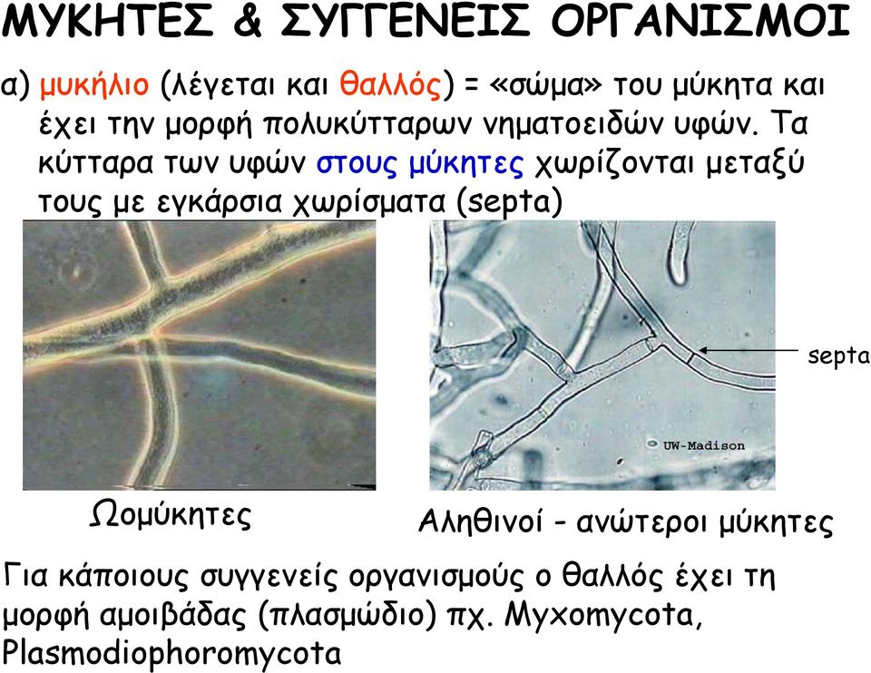 Τα κύτταρα των υφών στους μύκητες χωρίζονται μεταξύ τους με εγκάρσια χωρίσματα (septa) septa