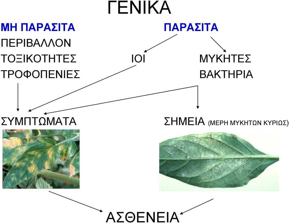 ΜΥΚΗΤΕΣ ΤΡΟΦΟΠΕΝΙΕΣ ΒΑΚΤΗΡΙΑ