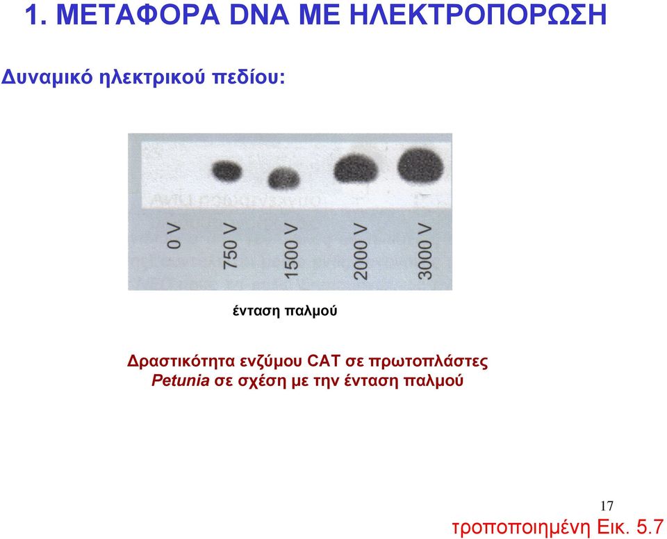 πρωτοπλάστες Petunia σε σχέση με την