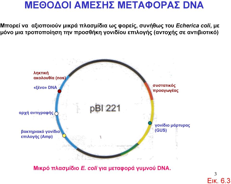 αντιβιοτικό) ληκτική ακολουθία (nos) «ξένο» DNA συστατικός προαγωγέας αρχή αντιγραφής