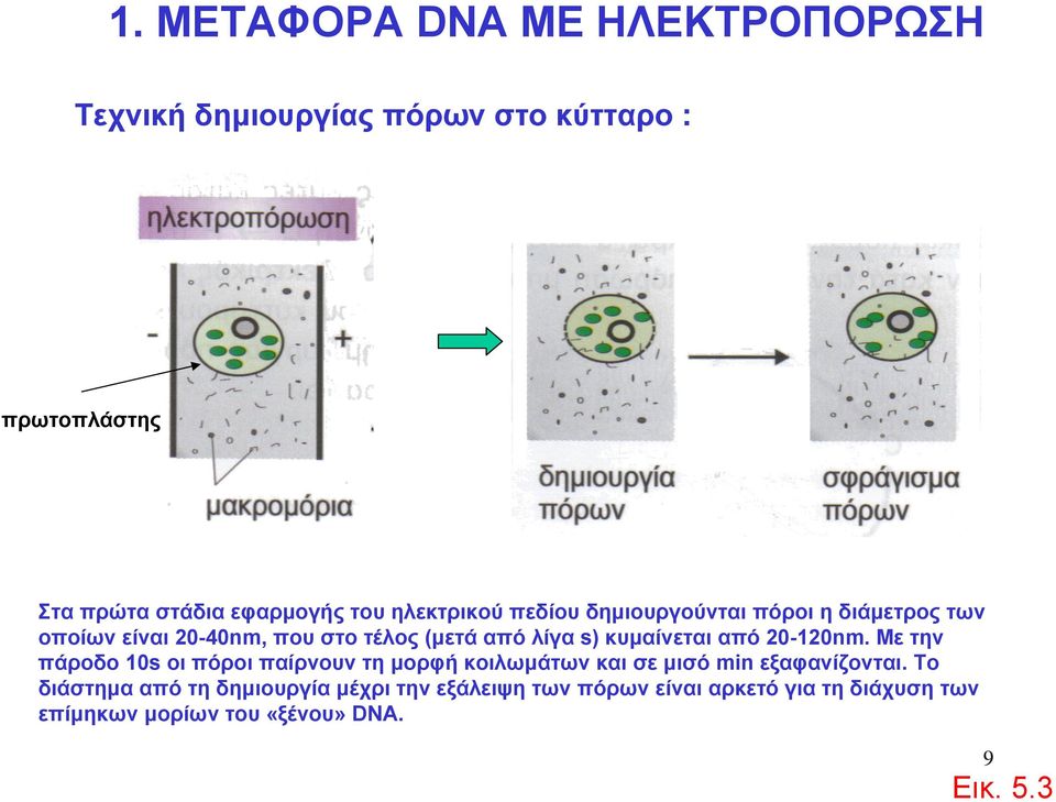 20-120nm. Με την πάροδο 10s οι πόροι παίρνουν τη μορφή κοιλωμάτων και σε μισό min εξαφανίζονται.