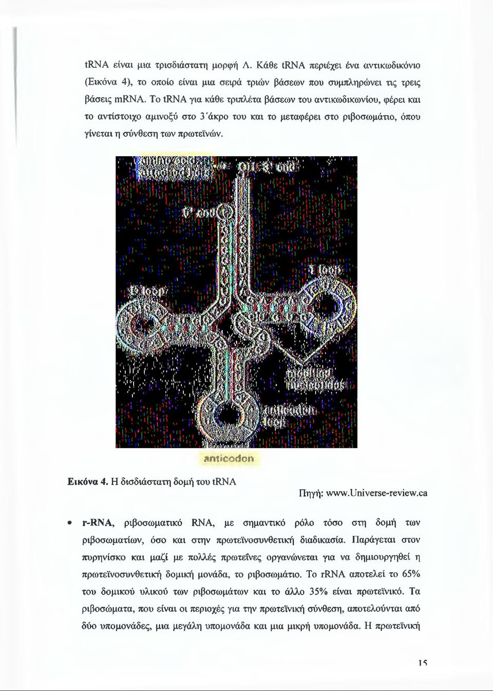 Η δισδιάστατη δομή του trna Πηγή: www.universe-review.ca r-rna, ριβοσωματικό RNA, με σημαντικό ρόλο τόσο στη δομή των ριβοσωματίων, όσο και στην πρωτεϊνοσυνθετική διαδικασία.