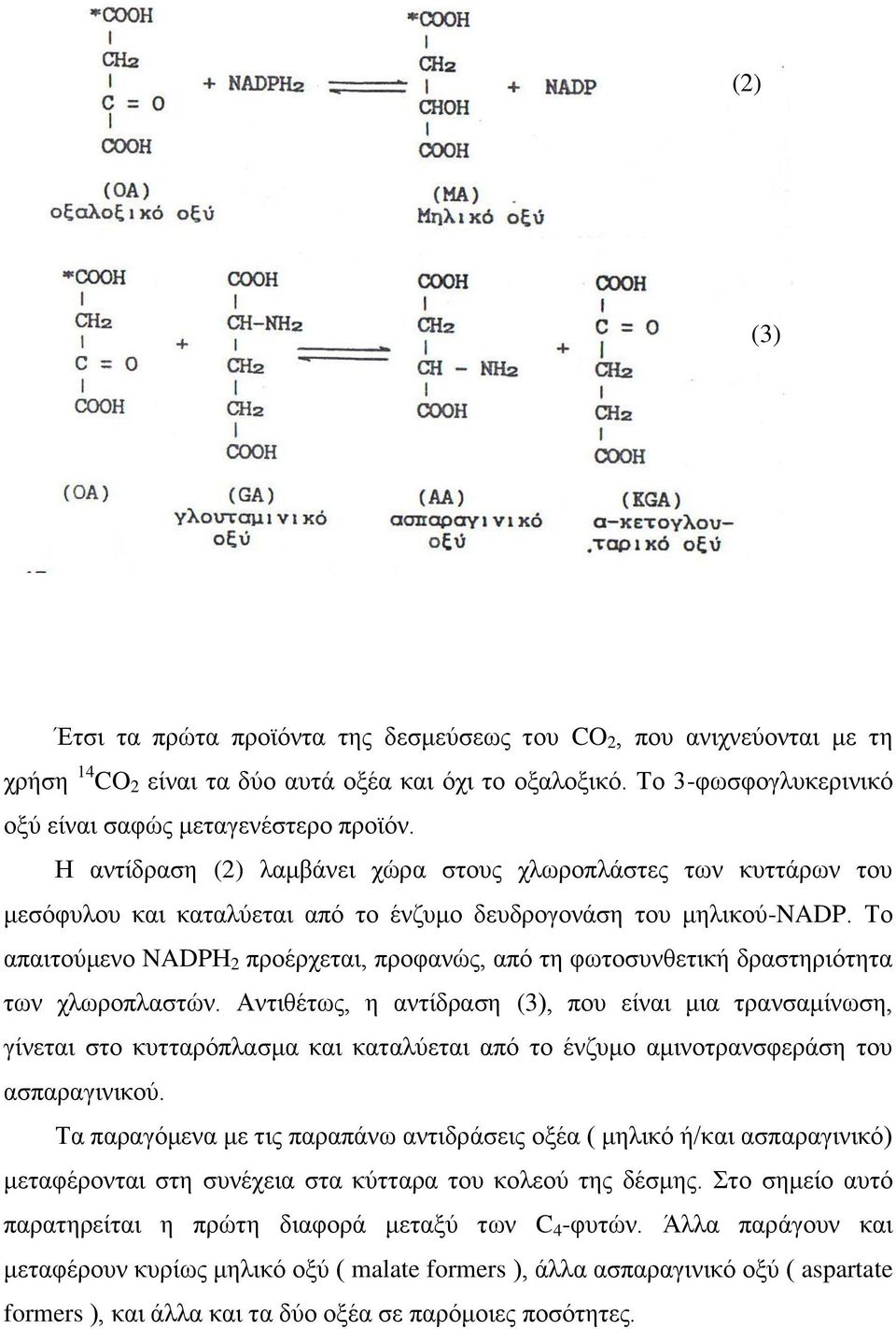 Το απαιτούμενο NADPΗ 2 προέρχεται, προφανώς, από τη φωτοσυνθετική δραστηριότητα των χλωροπλαστών.