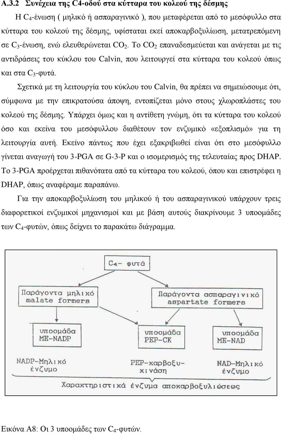 Το CO 2 επαναδεσμεύεται και ανάγεται με τις αντιδράσεις του κύκλου του Calvin, που λειτουργεί στα κύτταρα του κολεού όπως και στα C 3 -φυτά.