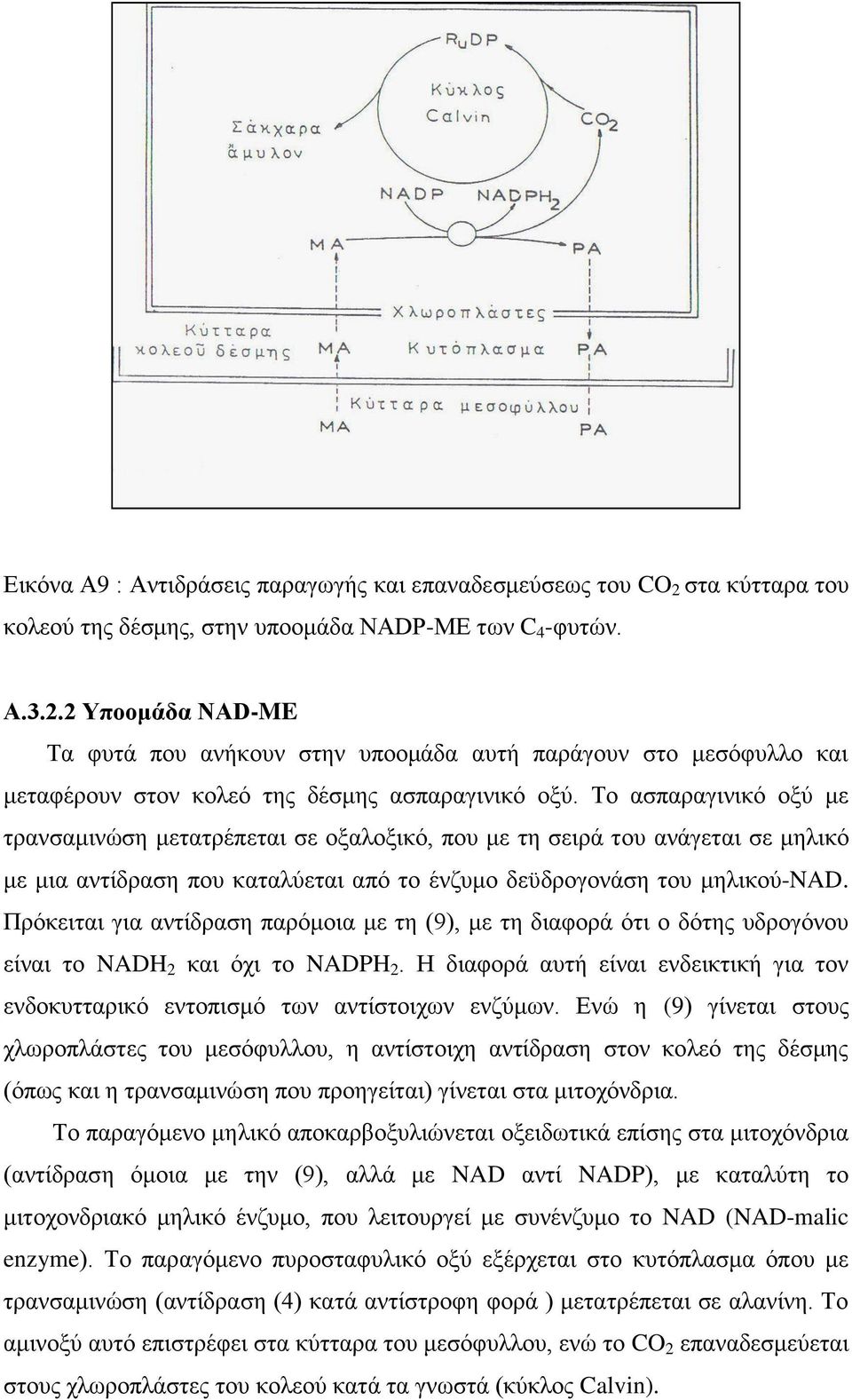 Πρόκειται για αντίδραση παρόμοια με τη (9), με τη διαφορά ότι ο δότης υδρογόνου είναι το NADH 2 και όχι το NADPH 2.