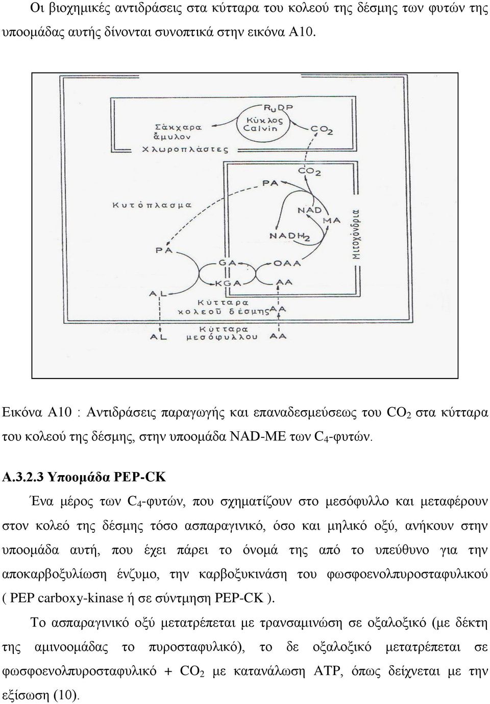 στα κύτταρα του κολεού της δέσμης, στην υποομάδα NAD-ME των C 4 -φυτών. Α.3.2.