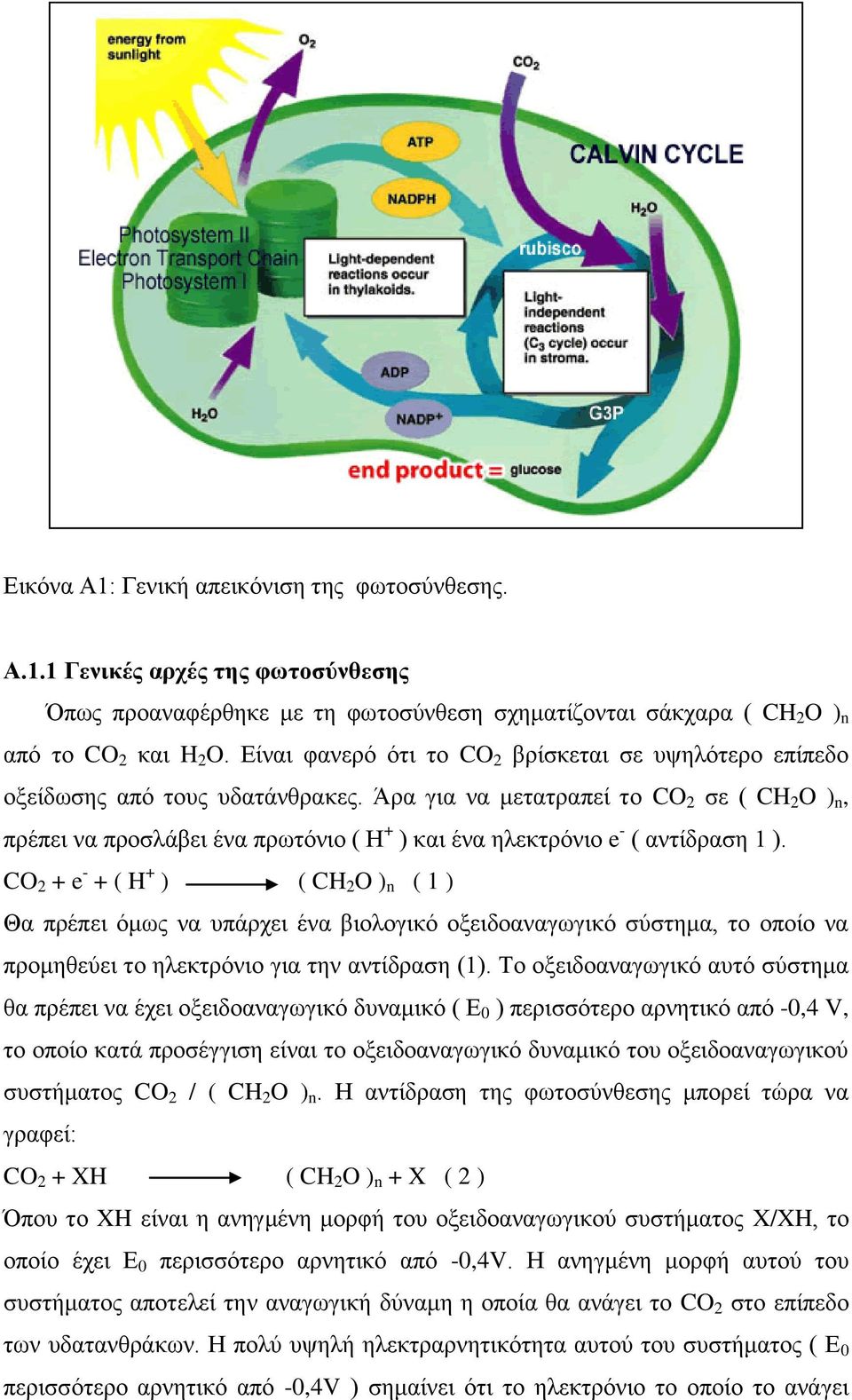 Άρα για να μετατραπεί το CO 2 σε ( CH 2 O ) n, πρέπει να προσλάβει ένα πρωτόνιο ( Η + ) και ένα ηλεκτρόνιο e - ( αντίδραση 1 ).