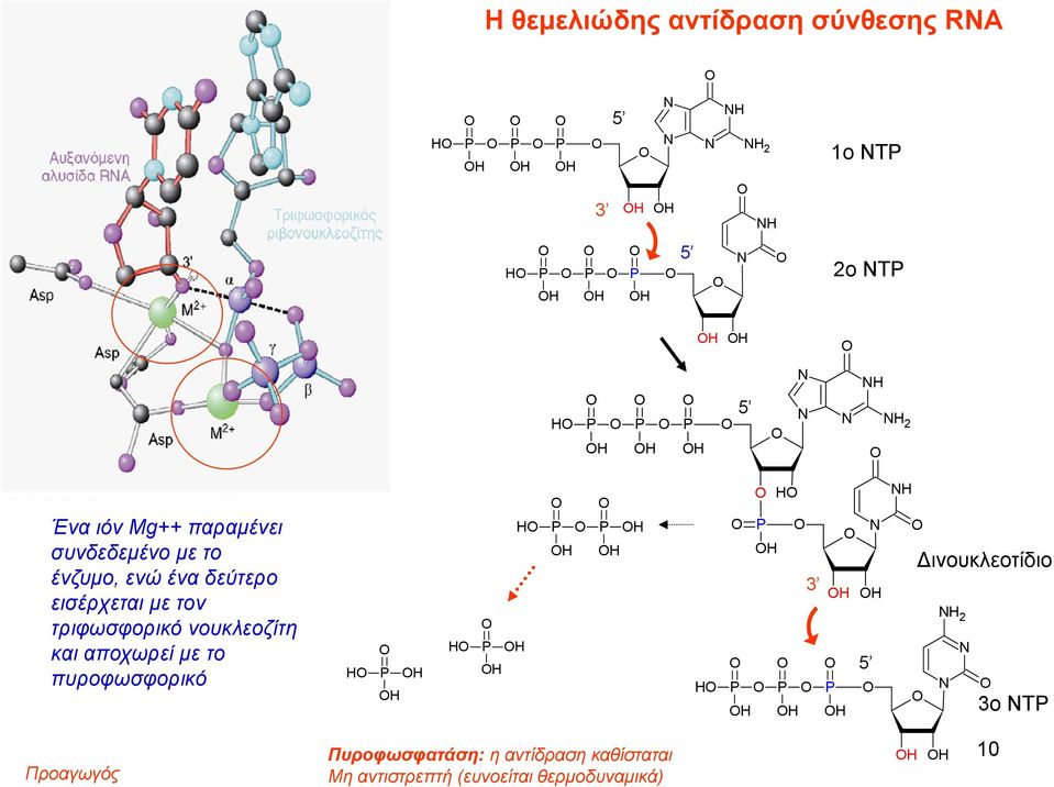τριφωσφoρικό νουκλεοζίτη και αποχωρεί με το πυροφωσφoρικό H P H H H H P H H P H P H H H H P N H 3 P P P H H H H H 5