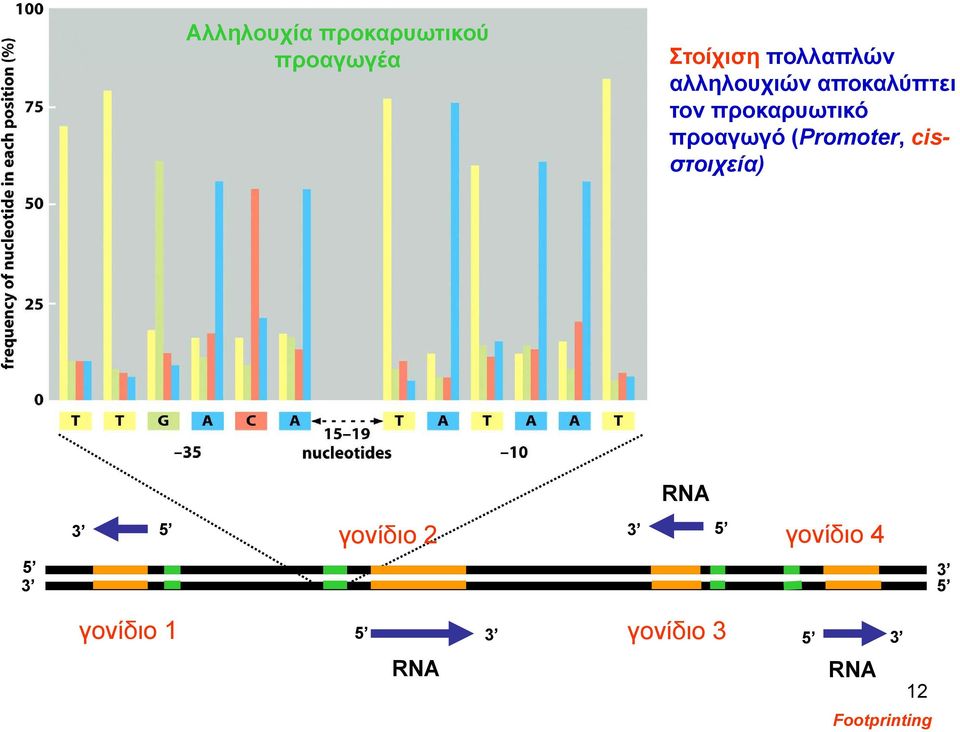 (Promoter, cisστοιχεία) ) RNA γονίδιο 2 3 γονίδιο 4 3 5