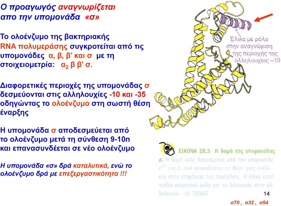Διαφορετικές περιοχές της υπομονάδας σ δεσμεύονται στις αλληλουχίες -10 και -35 οδηγώντας το ολοένζυμο στη σωστή θέση