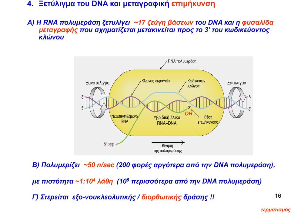 Πολυμερίζει ~50 n/sec (200 φορές αργότερα από την DNA πολυμεράση), με πιστότητα ~1:10 4 λάθη (10 5