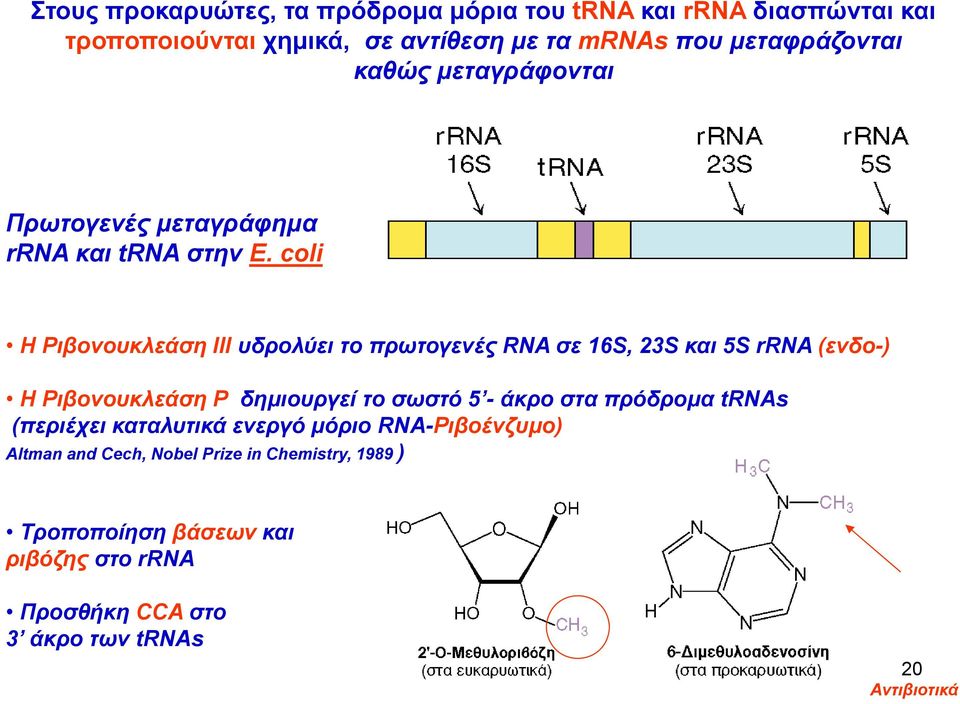 coli Η Ριβονουκλεάση ΙΙΙ υδρολύει το πρωτογενές RNA σε 16S, 23S και 5S rrna (ενδο-) Η Ριβονουκλεάση Ρ δημιουργεί το σωστό 5 - άκρο στα