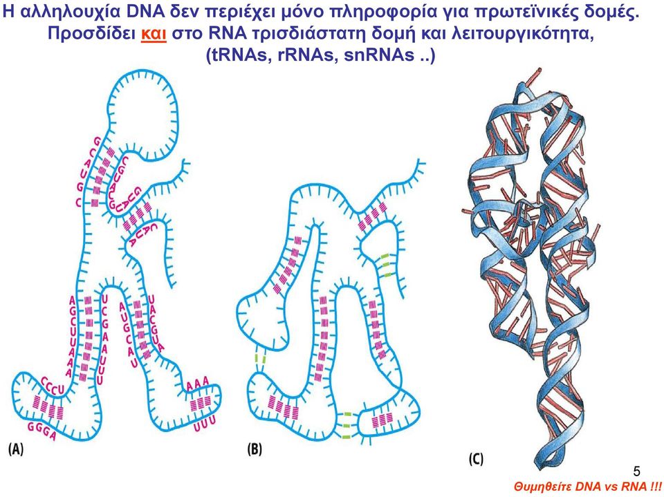 Προσδίδει και στο RNA τρισδιάστατη δομή και