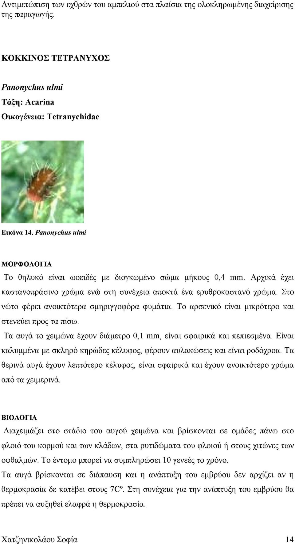 Τα αυγά το χειμώνα έχουν διάμετρο 0,1 mm, είναι σφαιρικά και πεπιεσμένα. Είναι καλυμμένα με σκληρό κηρώδες κέλυφος, φέρουν αυλακώσεις και είναι ροδόχροα.