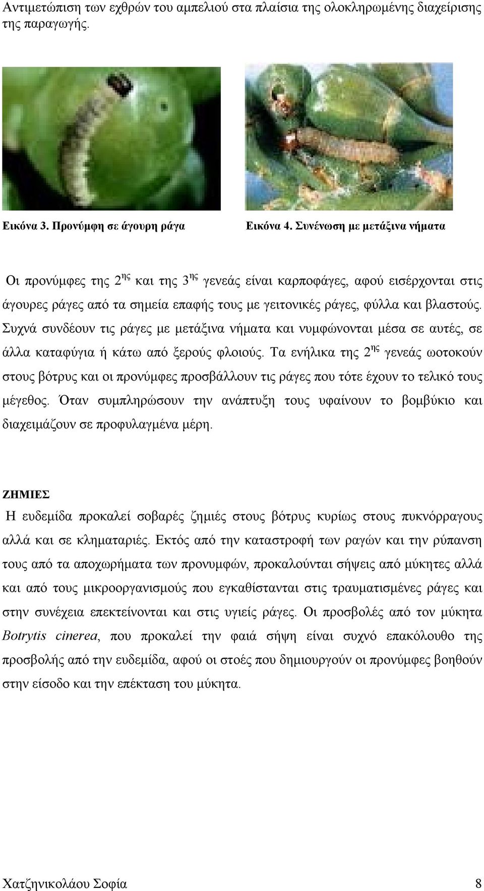 Συχνά συνδέουν τις ράγες με μετάξινα νήματα και νυμφώνονται μέσα σε αυτές, σε άλλα καταφύγια ή κάτω από ξερούς φλοιούς.