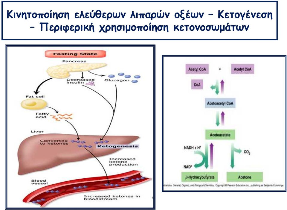 οξέων Κετογένεση