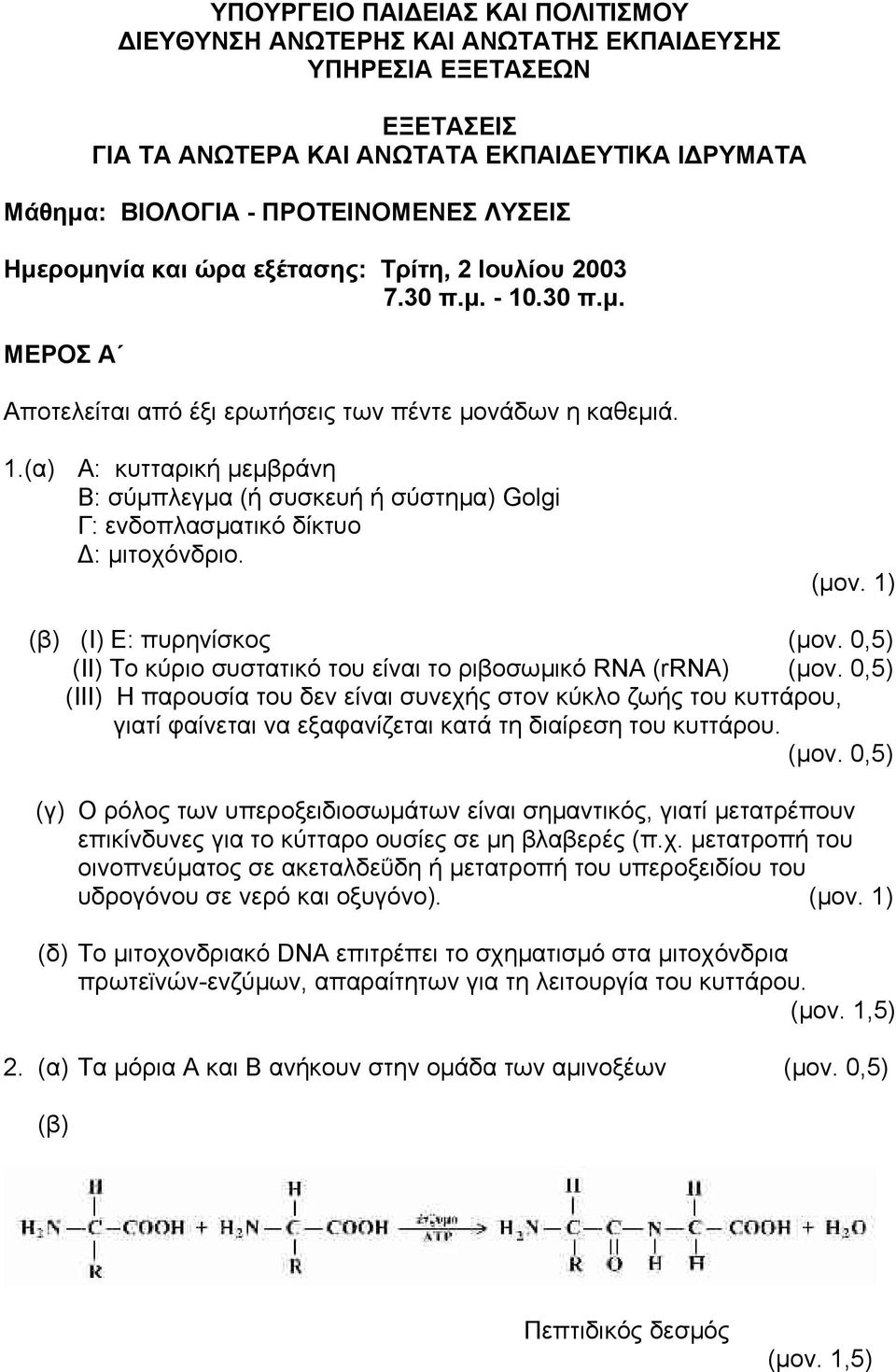 (β) (Ι) Ε: πυρηνίσκος (µον. 0,5) (ΙΙ) Το κύριο συστατικό του είναι το ριβοσωµικό RNA (rrna) (µον.