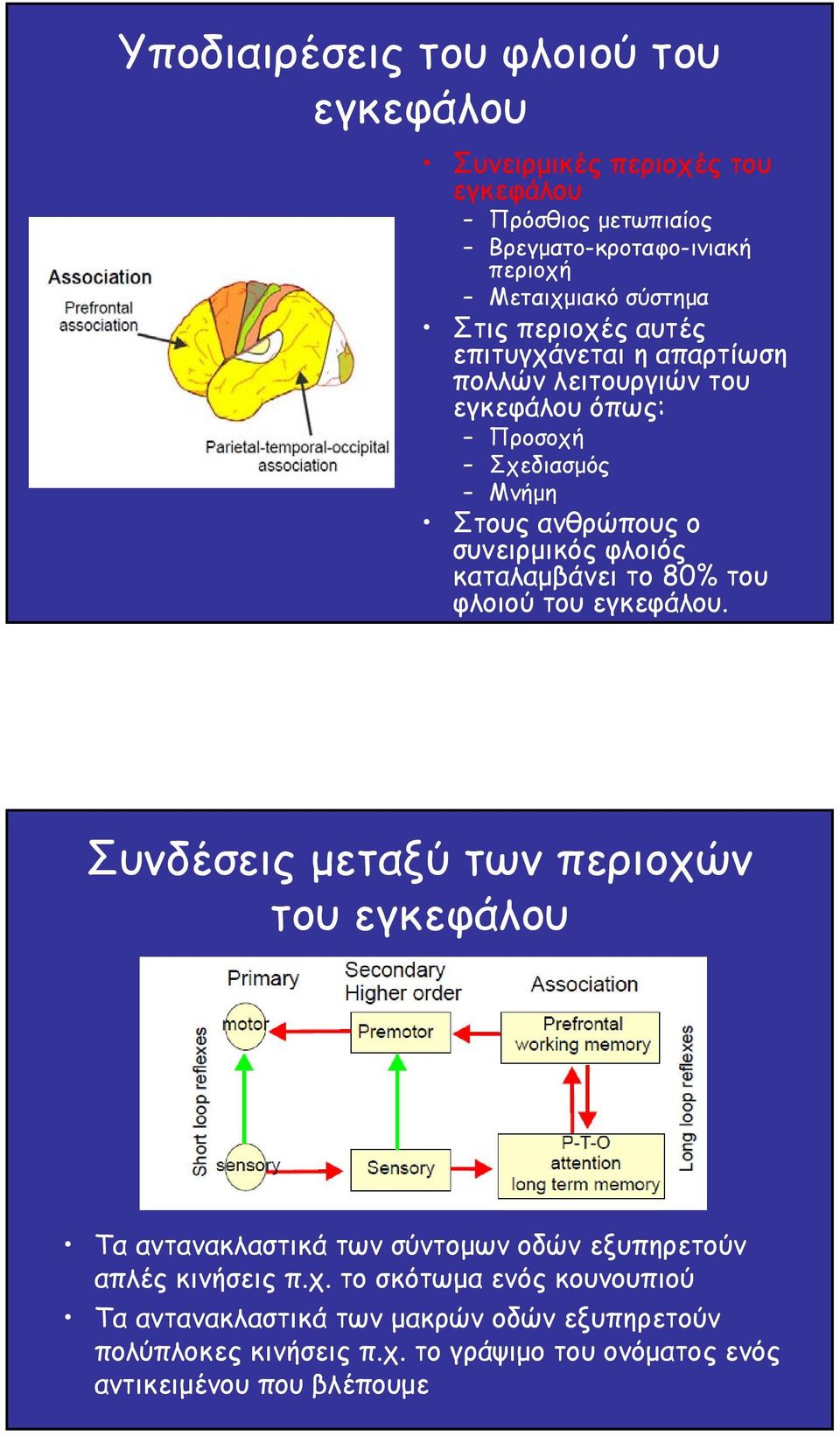 καταλαµβάνει το 80% του φλοιού του εγκεφάλου.